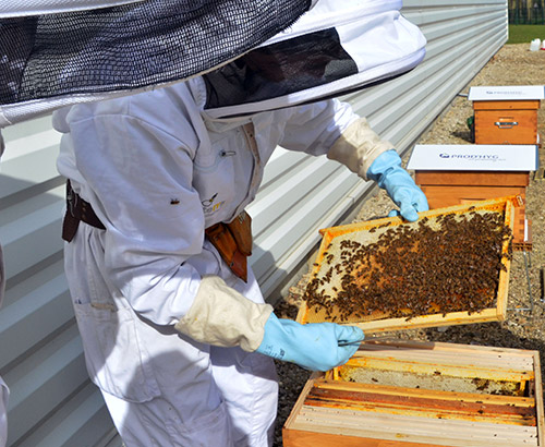 4 hives at Prod'Hyg